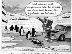 Kältewelle, Pinguine, Unfall, Fußabtreter der Evolution