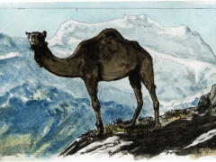 Staat und Recht, Kamel im Hochgebirge
