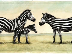 Staat und Recht, Zebra-Familie
