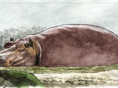 Staat und Recht, Nilpferd und frösche