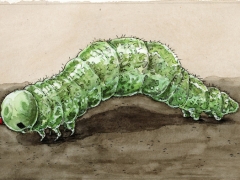 Grüne raupe, Frührerbärtchen