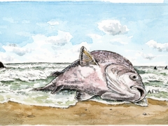 Fisch bittet um Asyl