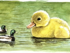 Staat und Recht, Erpel und Riesenküken