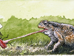 Kröte frisst Käfer