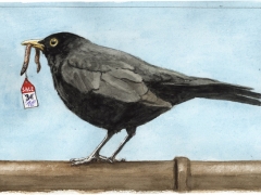 Staat und Recht, Amsel mit gekauftem Wurm