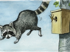 20180912, Vogel schiebt Waschbär ab