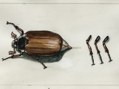 20181219, Maikäfer, Beine ab 2