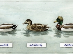 Staat und Recht, Gender-Enten