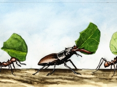 Staat und Recht, Hirschkäfer, Blattschneiderameisen