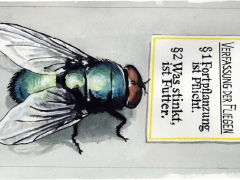 Verfassung der Fliegen