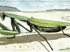 Staat und recht, Gottesanbeterin