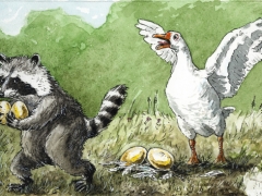 Waschbär klaut Gans die Eier