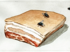 20200701, Schmeißfliegen auf Schweinefleisch