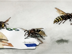 Hornissen zerteilen Geldschein