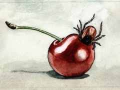 20201006, Zecke saugt Kirsche