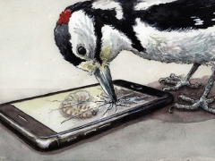Specht hackt Handy