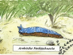 Arabische Nacktschnecke