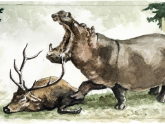 Flusspferd besiegt Hirsch