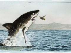 Staat und Recht, Hai und Hornisse