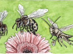 Heuschrecke als Biene