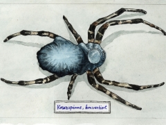 Staat und Recht, Kreuzspinne mit Burka