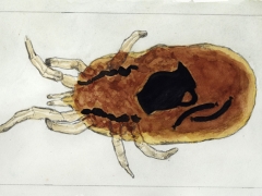 Milbe mit Bembel und Würstchen