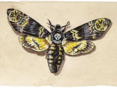 Rechteseite, Totenkopfschwärmer