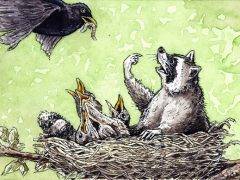 Waschbär im vogelnest