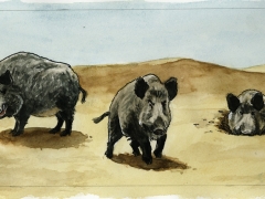 Staat und Recht, Wildschweine in der Wüste