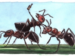 Rechteseite, Ameisen
