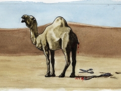 Staat und Recht, beschnittenes Kamel