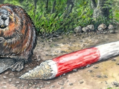 Rechteseite, Biber Grenze