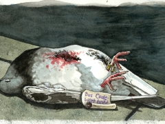 Staat-und-Recht, tote Brieftaube