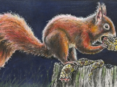 Rechteseite, Eichhorn