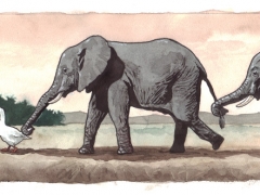 Rechteseite, elefanten