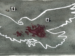 Staat und Recht, erschossener Adler