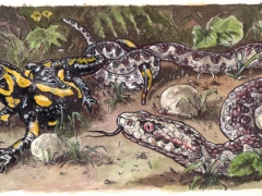 Rechteseite, feuersalamander-kreuzotter