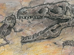 Rechteseite, Fossilien