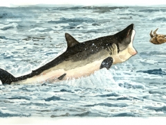 Staat und Recht Seite. Hai und Brathähnchen