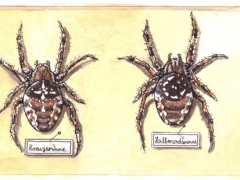 Rechteseite, Halbmondspinne