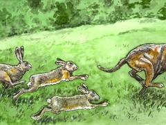 Rechteseite, Hundjagd