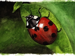 Staat und Recht, Hass-Marienkäfer