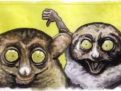 Staat und Recht, Koboldmakis