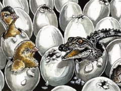 Rechteseite, Küken, Kroko