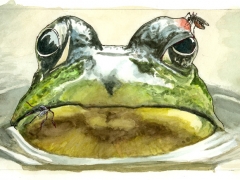 Staat und Recht, Moskito sticht Frosch