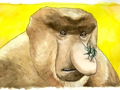 Staat und Recht, Nasenaffe, Käfer