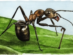 Staat und Recht, Ameise am Stock