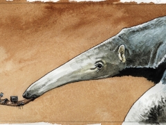 Staat und Recht, Ameisenbär