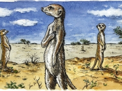 Rechteseite erdmännchen