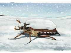 Staat und Recht, Maikäfer im Schnee